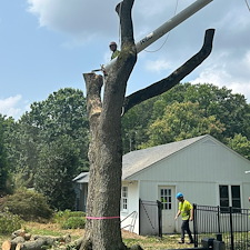 Weeping-Cherry-Tree-Removals-in-Chestertown-MD 1